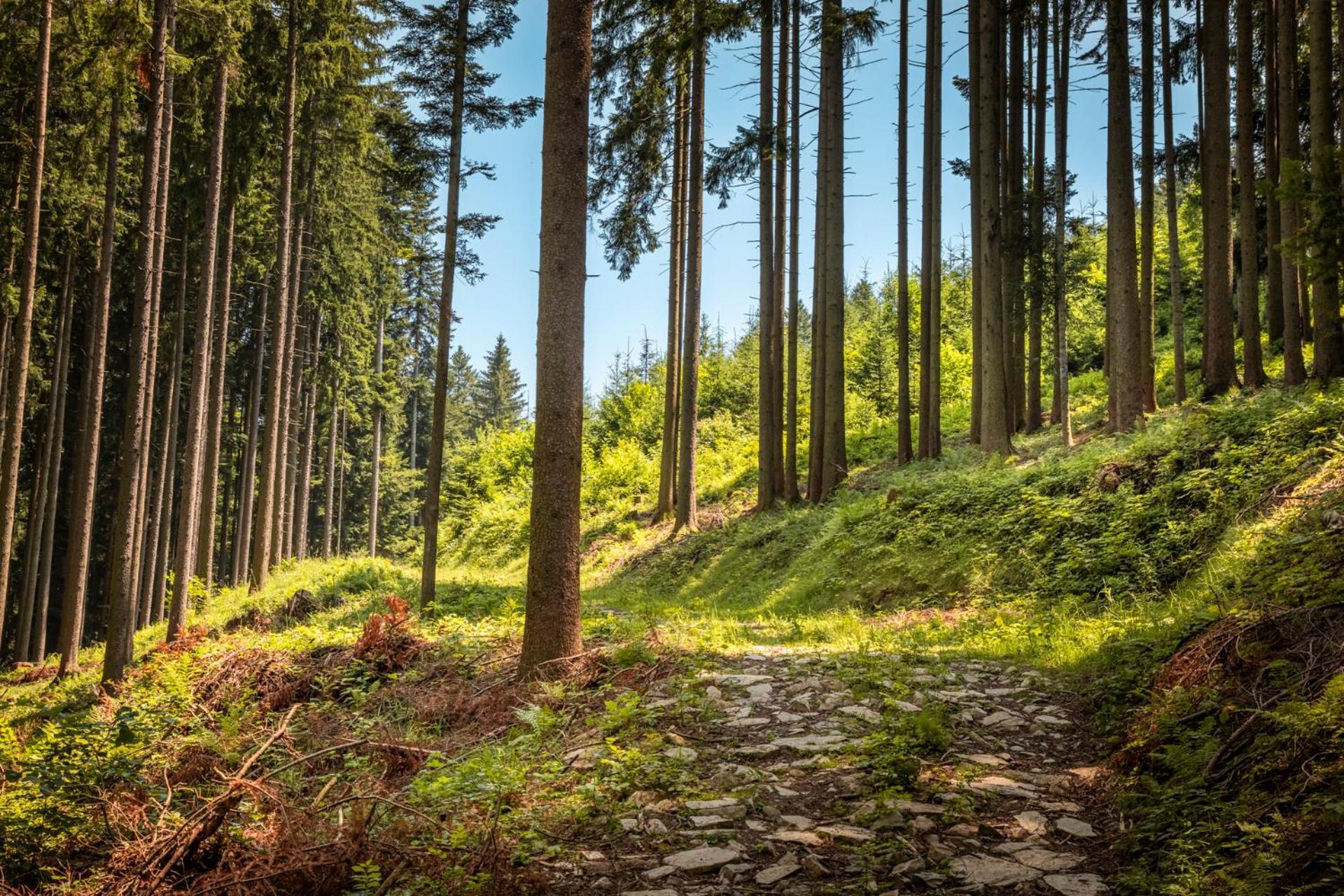 Ferienwohnung Angerlgut Sankt Koloman Exterior foto